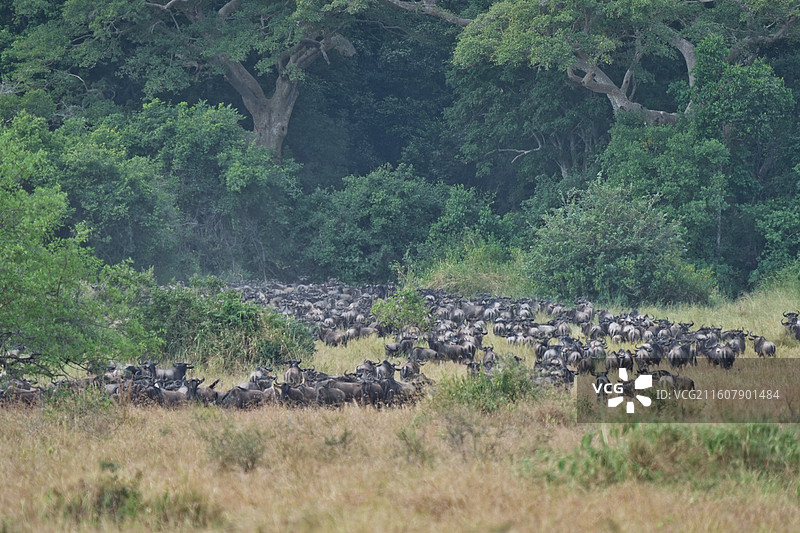 坦桑尼亚塞伦盖蒂，Serengeti，角马大迁徙图片素材