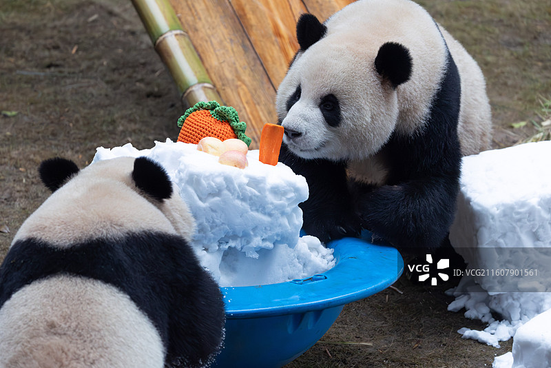 大熊猫熊猫幼崽重庆动物园图片素材