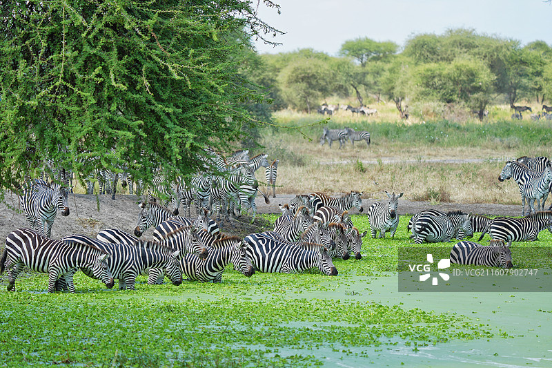 坦桑尼亚塔兰吉雷国家公园，Tarangire National Park，正在喝水的非洲斑马群图片素材