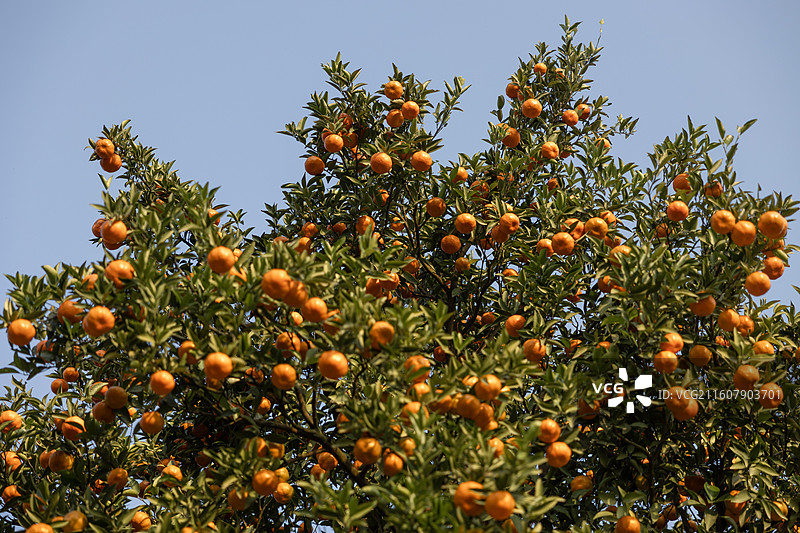古红橘 陈皮原材料图片素材