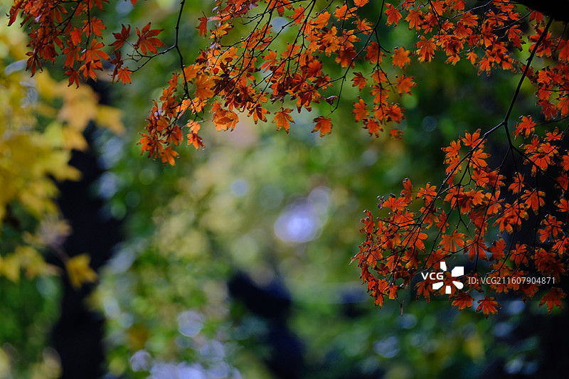 秋天的天平山图片素材