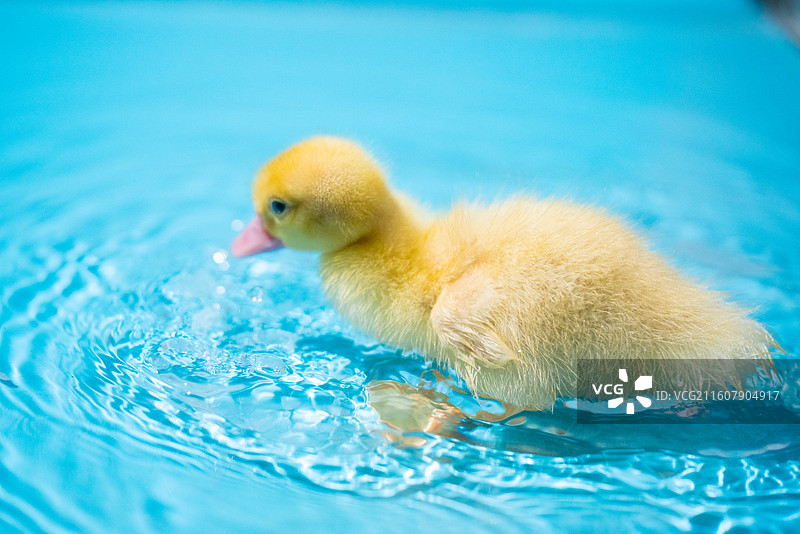 可爱小黄鸭站在蓝背景上图片素材