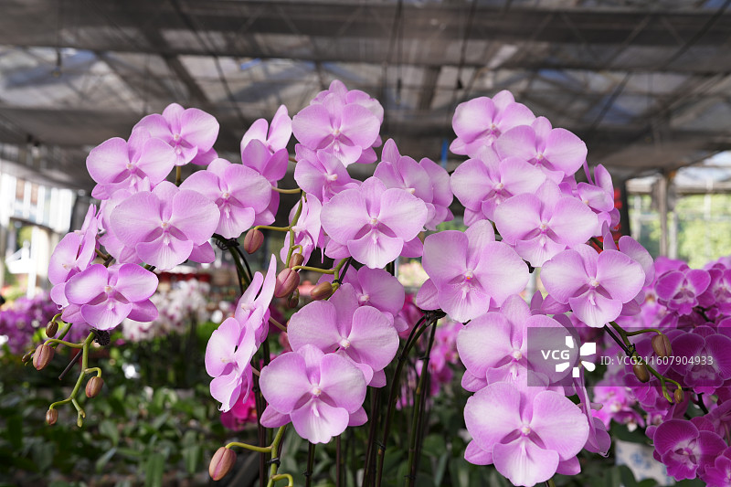 广西八桂田园培育的美丽蝴蝶兰图片素材