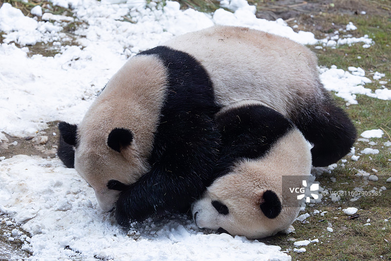 大熊猫熊猫幼崽重庆动物园图片素材