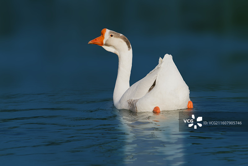 动物特写，刘禹锡公园，湖面上的鸭，鹅图片素材