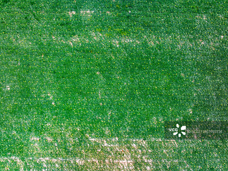 宁夏 中卫 西瓜 硒砂瓜图片素材