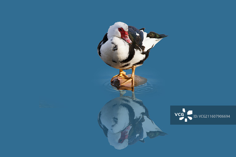 动物特写，刘禹锡公园，湖面上的鸭，鹅图片素材