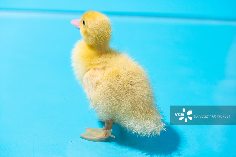 可爱小黄鸭站在蓝背景上图片素材