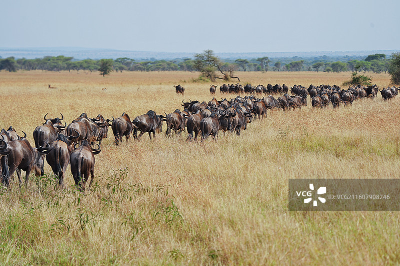 坦桑尼亚塞伦盖蒂，Serengeti，角马大迁徙图片素材
