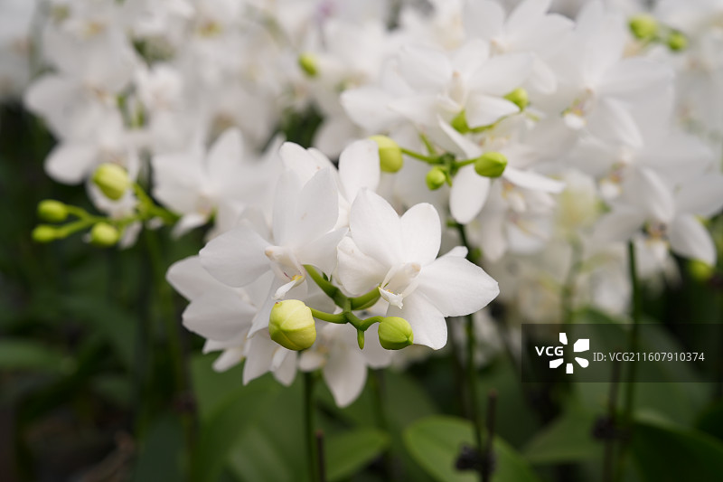 广西八桂田园培育的美丽蝴蝶兰图片素材