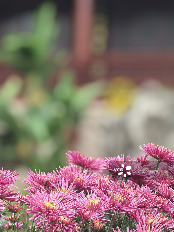 西湖菊花展图片素材