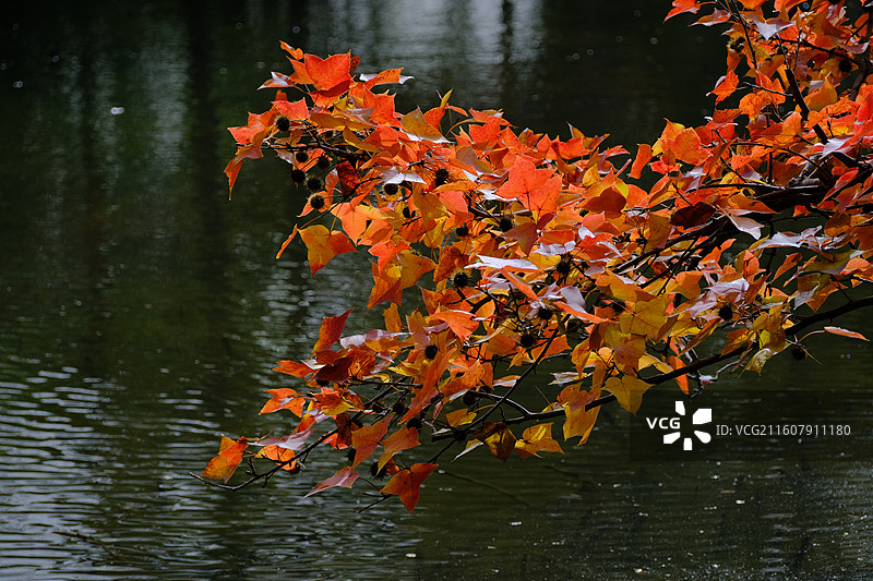 秋天的天平山图片素材