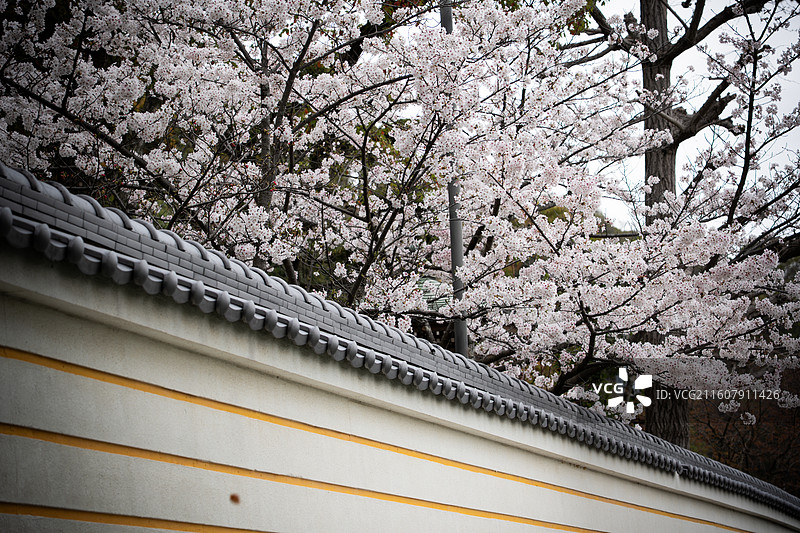 神户须磨寺樱花图片素材
