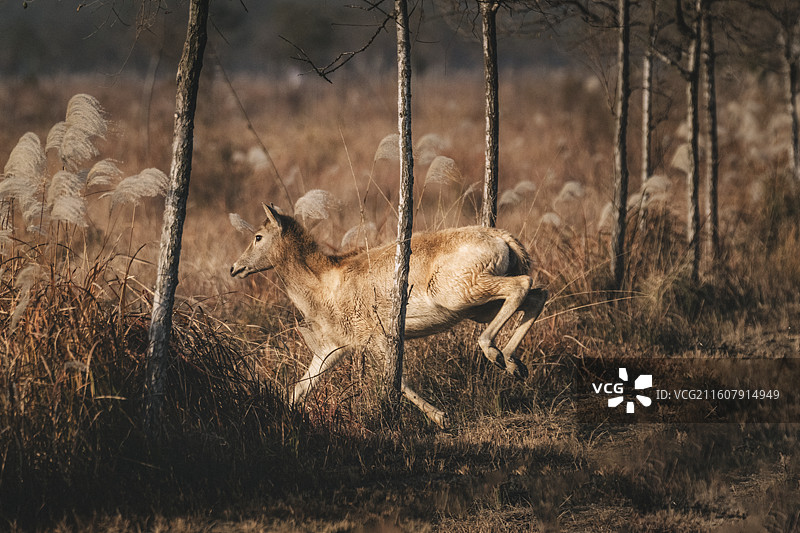 盐城大丰保护动物麋鹿图片素材