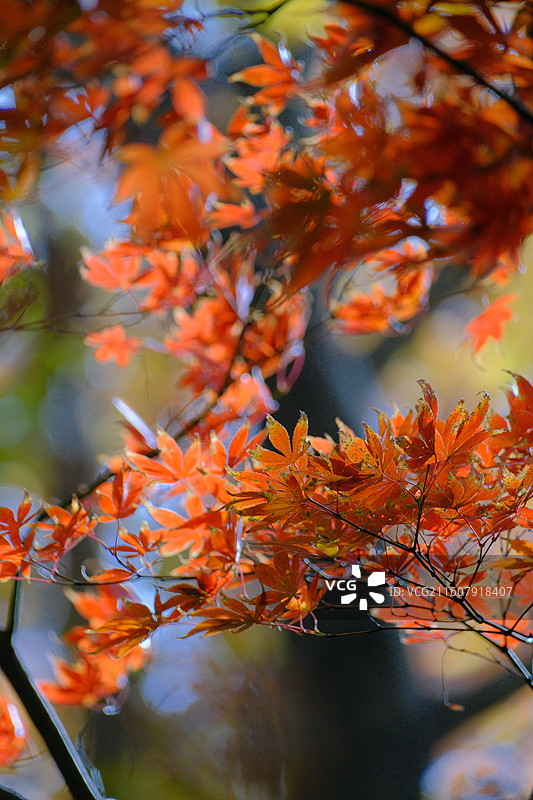 秋天的天平山图片素材