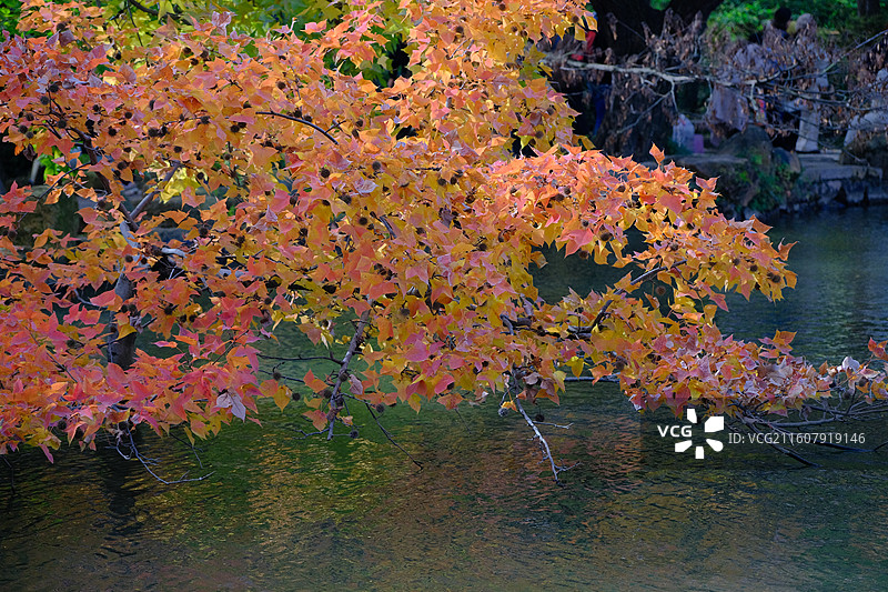 秋天的天平山图片素材