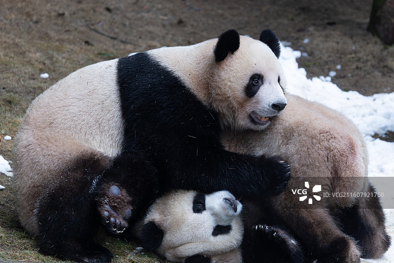 大熊猫熊猫幼崽重庆动物园图片素材