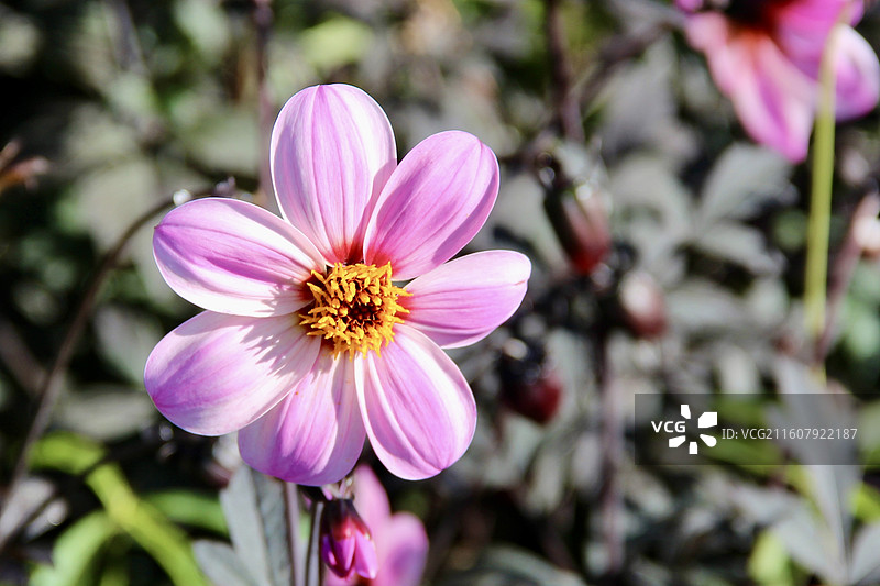 俄罗斯莫斯科高尔基公园粉红色大丽花图片素材