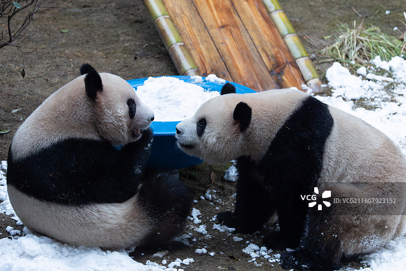 大熊猫熊猫幼崽重庆动物园图片素材
