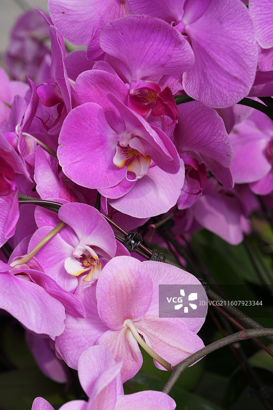 广西八桂田园培育的美丽蝴蝶兰图片素材