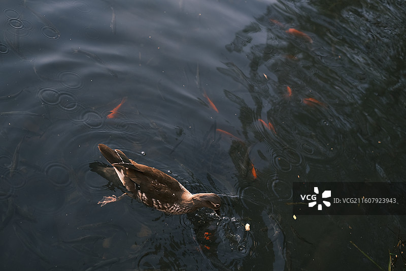 西湖鸳鸯图片素材