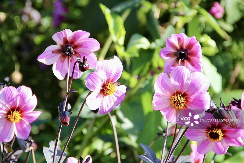 俄罗斯莫斯科高尔基公园粉红色大丽花图片素材