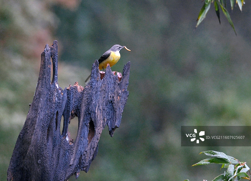 昆明金殿后山野生杂鸟嬉戏暖冬特写图片素材