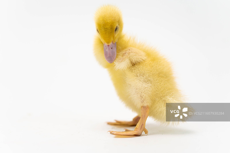 雏鸭图片素材
