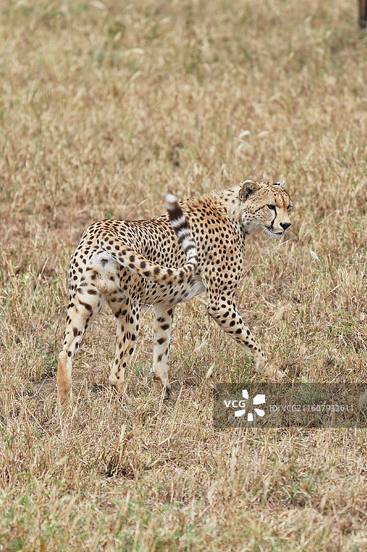 坦桑尼亚塞伦盖蒂，Serengeti，草原上的猎豹图片素材