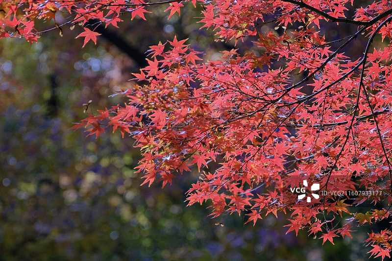 秋天的天平山图片素材