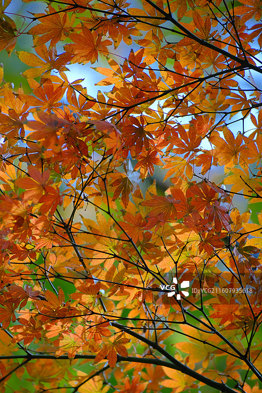 秋天的天平山图片素材