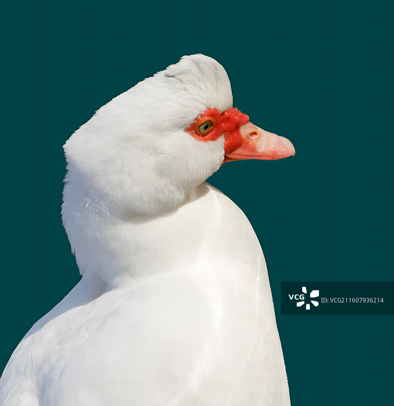 动物特写，刘禹锡公园，湖面上的鸭，鹅图片素材