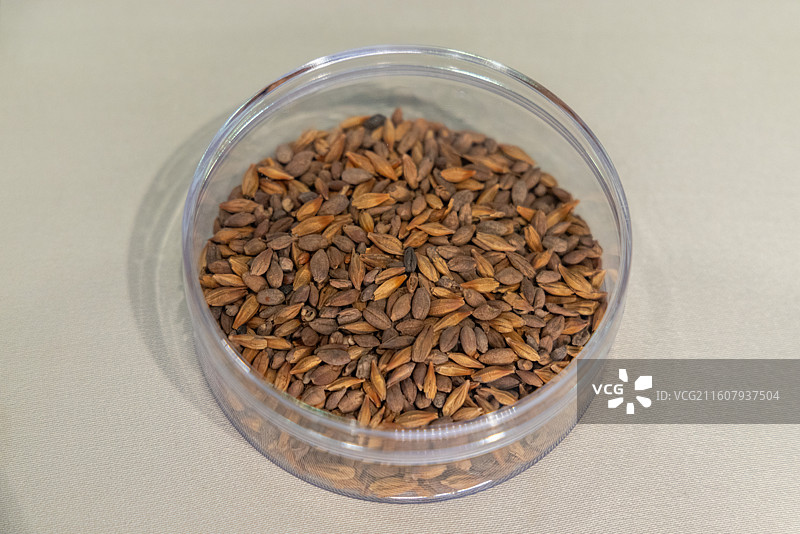 甘肃简牍博物馆 汉 大麦种子 1990-92年悬泉置遗址出土图片素材