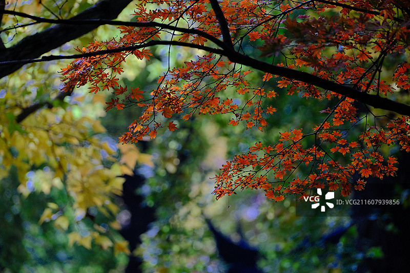 秋天的天平山图片素材