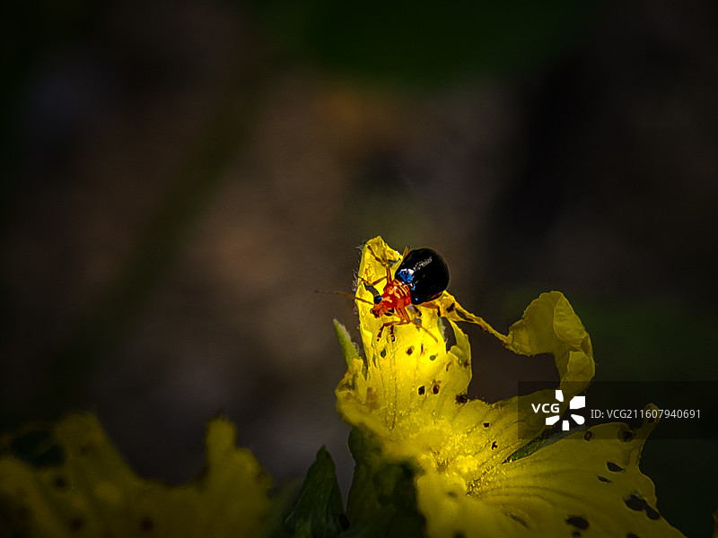 昆虫：黄守瓜图片素材