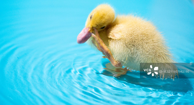 可爱小黄鸭站在蓝背景上图片素材