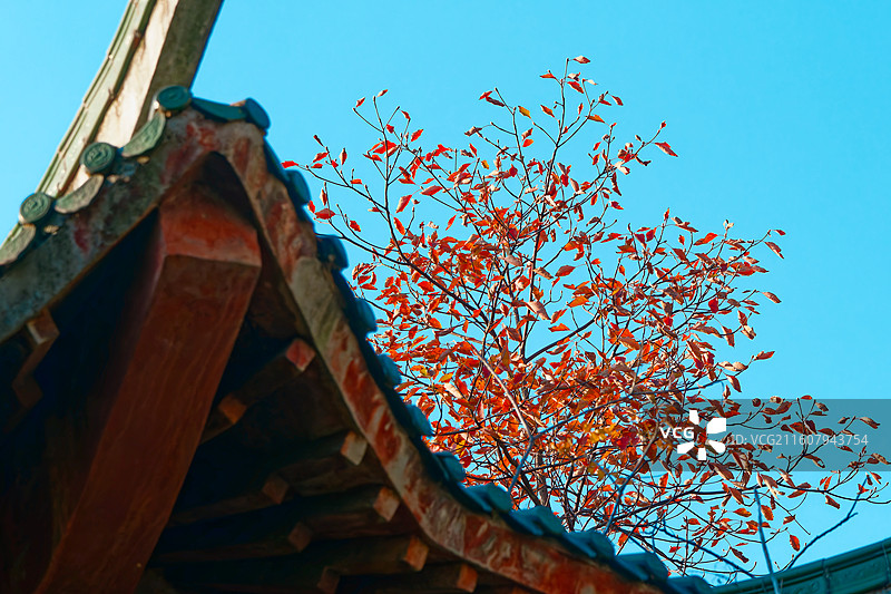 蓝天下的红梓飞檐图片素材