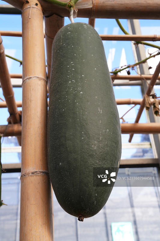 广西八桂田园培育的葫芦南瓜冬瓜等图片素材