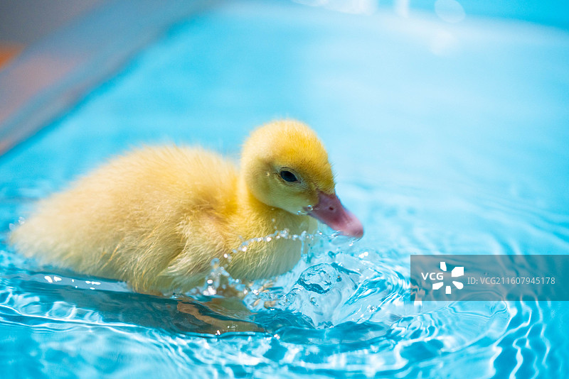 可爱小黄鸭站在蓝背景上图片素材