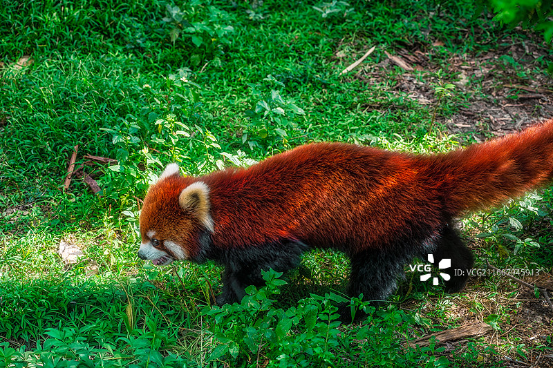 柳州动物园小熊猫在丛林行走的特性镜头图片素材