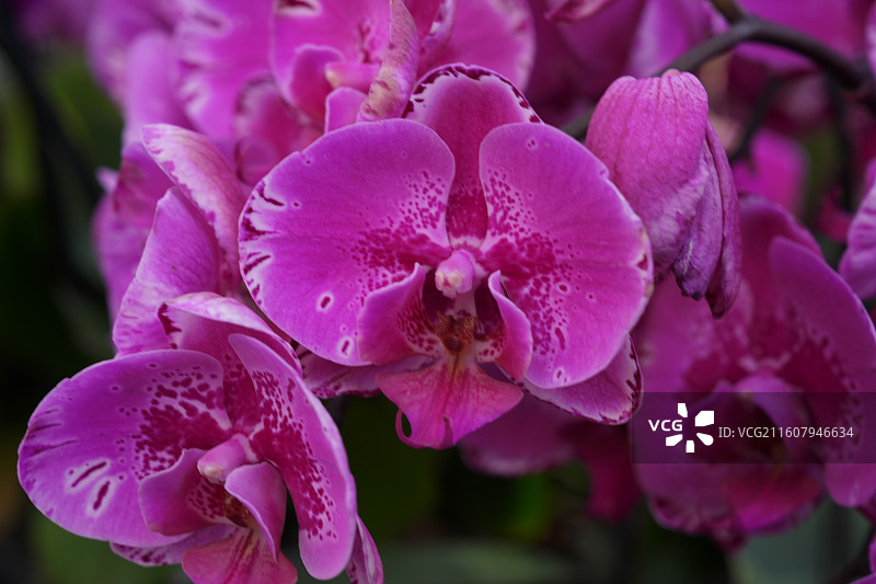 广西八桂田园培育的美丽蝴蝶兰图片素材