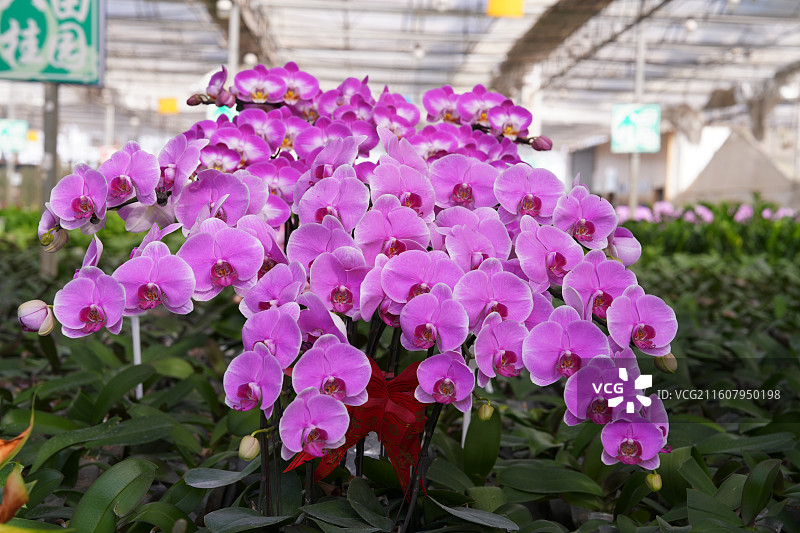 广西八桂田园培育的美丽蝴蝶兰图片素材