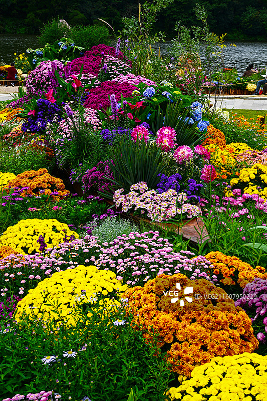 深圳仙湖植物园繁花盛开的五彩花海花展景观图片素材