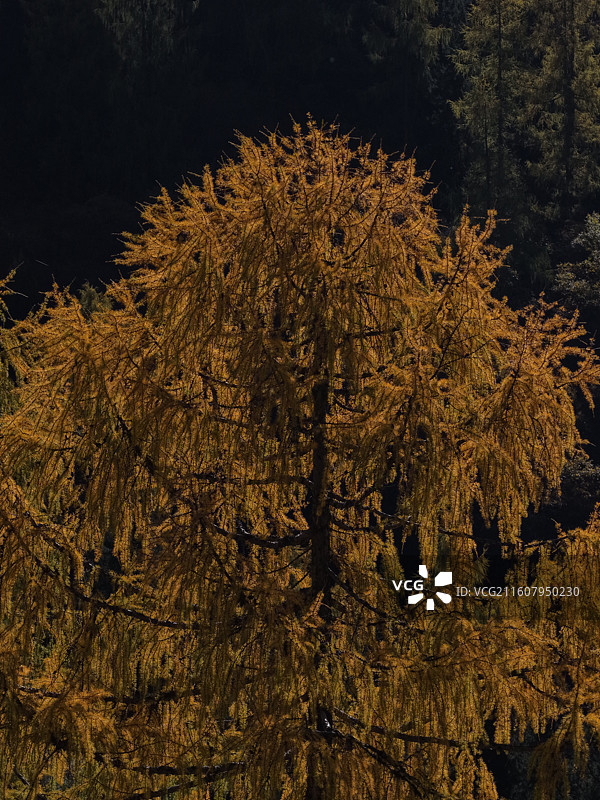 四川四姑娘山风光图片素材