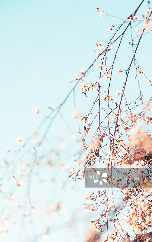 特殊背景下的光斑植物特写图片素材