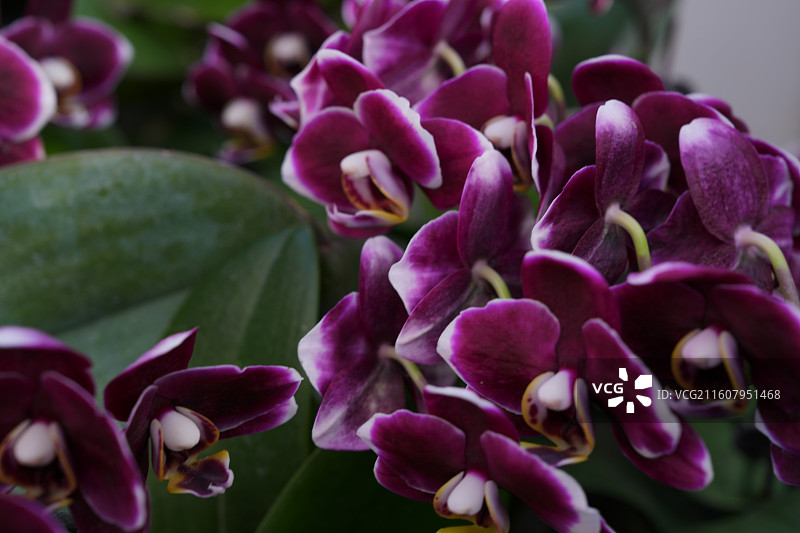 广西八桂田园培育的美丽蝴蝶兰图片素材