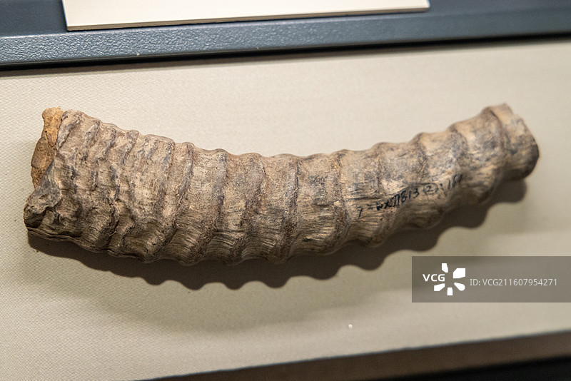 甘肃简牍博物馆 汉 羊角 1990-92年悬泉置遗址出土图片素材