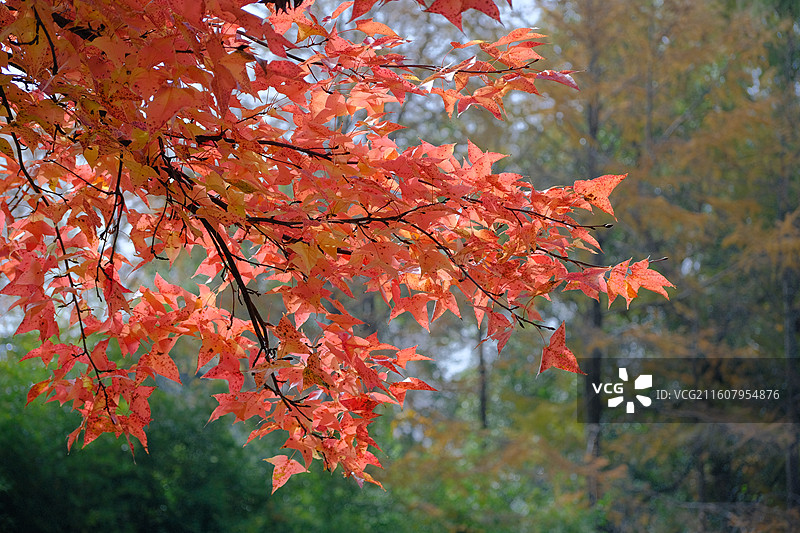 秋天的天平山图片素材
