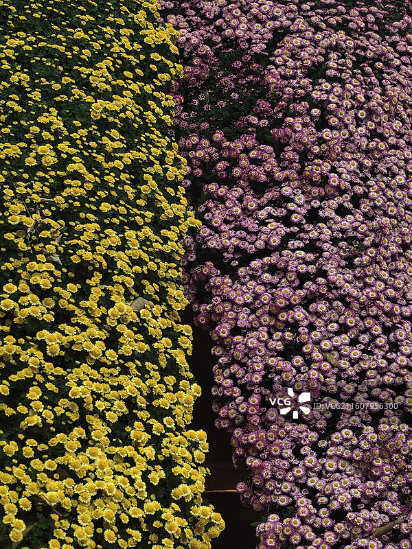 西湖菊花展图片素材