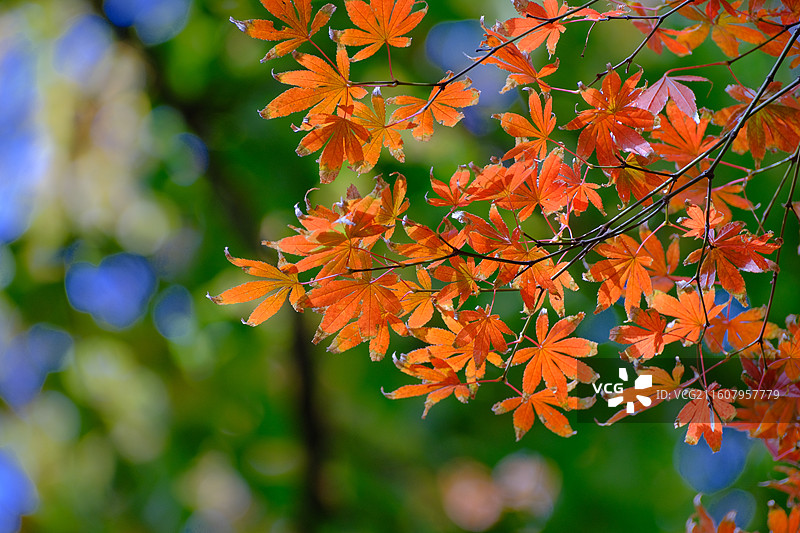 秋天的天平山图片素材